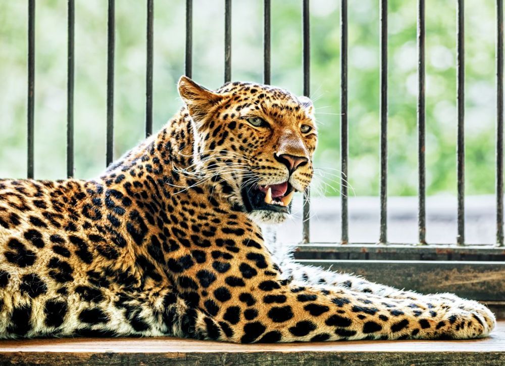 Femeie de 36 de ani, mușcată de cap de un leopard &icirc;n timpul unei ședințe foto &icirc;n cușca felinelor